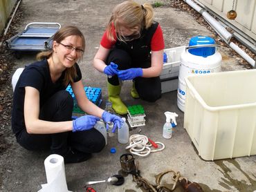 Extraction of the incubated plastic particles