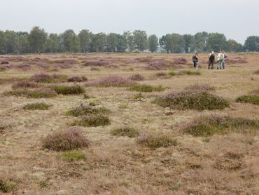 Vooral op de zandgronden heeft de stikstofdepositie grote negatieve effecten