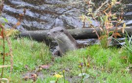 Ellen van Norren Europese otter