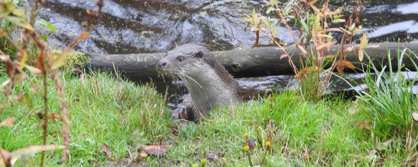 Europese otter