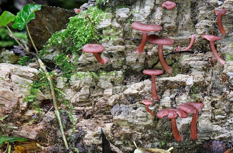 Omphalina discorosea op vochtig populierenhout