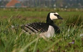 brandgans nest bijgesneden