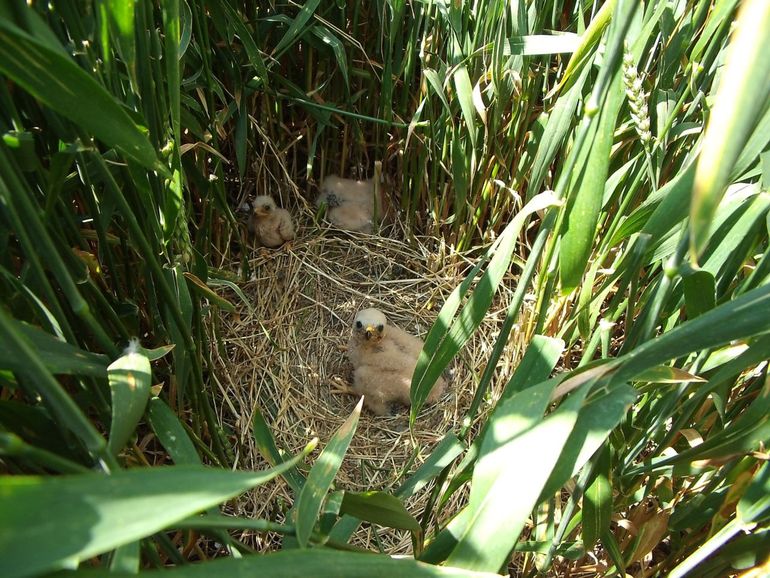 Jonge Grauwe Kiekendieven op een beschermd nest in de wintertarwe