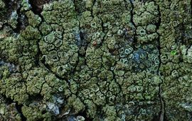 Zwavelvreter - Lecanora conizaeoides