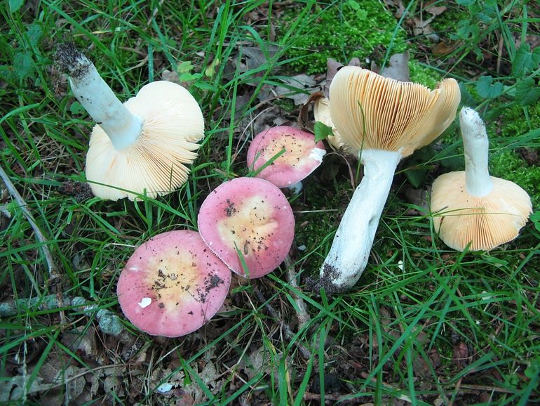 Onder invloed van lokale wolkbreuken kwamen er er tientallen Roze geelplaatrussula's tevoorschijn