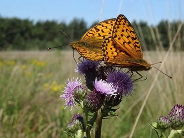 Parende grote parelmoervlinders in een nectarrijke omgeving