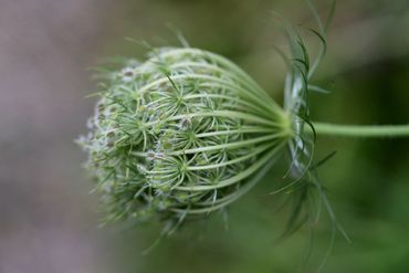 Tegen de avond sluit het bloeischerm van peen zich bolvormig, het is dan net een vogelnestje. Als de plant is uitgebloeid gebeurt hetzelfde