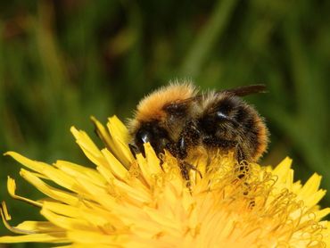 De akkerhommel was in 2021 de meest getelde hommel op de routes