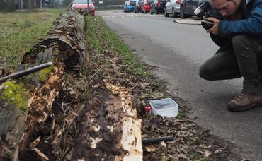 Foto van een opengewerkte stam met de Pacifische nathouttermiet