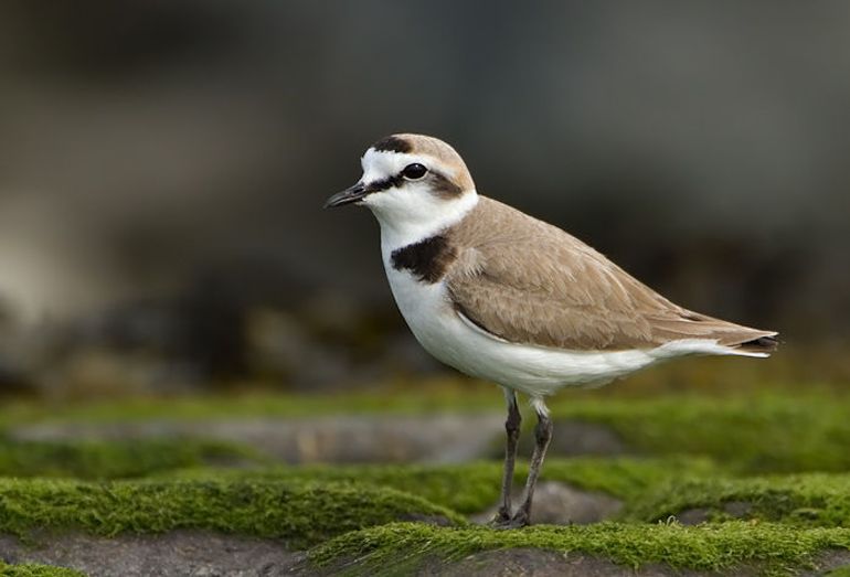 Mannetje van de strandplevier