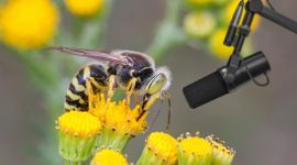 Conceptuele weergave: ABM zal gebruikmaken van slimme technologieën, zoals sensoren en AI, om de biodiversiteit snel en op grote schaal te meten