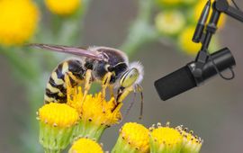 Conceptuele weergave: ABM zal gebruikmaken van slimme technologieën, zoals sensoren en AI, om de biodiversiteit snel en op grote schaal te meten