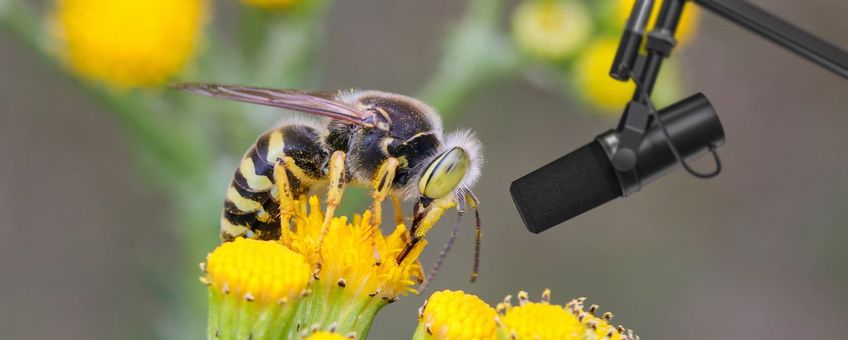 Conceptuele weergave: ABM zal gebruikmaken van slimme technologieën, zoals sensoren en AI, om de biodiversiteit snel en op grote schaal te meten