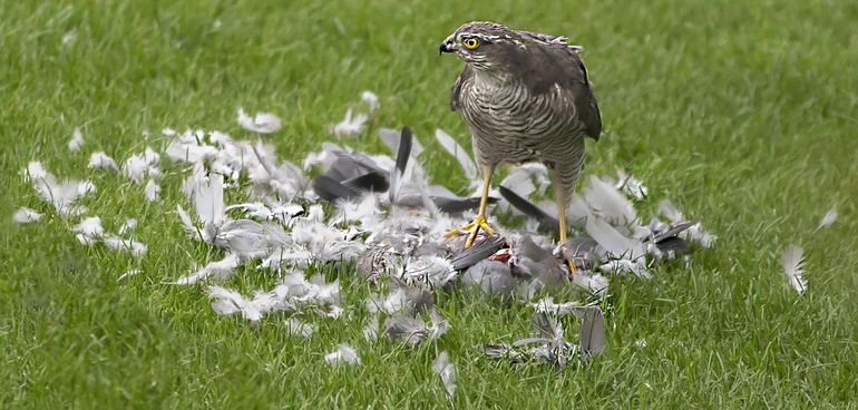 Sperwer, waarschijnlijk met houtduif