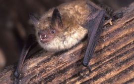 Ingekorven vleermuis (Myotis emarginatus; fotograaf Rollin Verlinde)