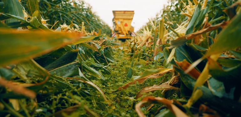 Na de oogst komen de klavers tevoorschijn