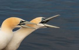 Jan van Gent, Morus bassanus, in Helgoland