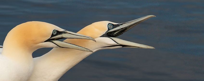 Jan van Gent, Morus bassanus, in Helgoland