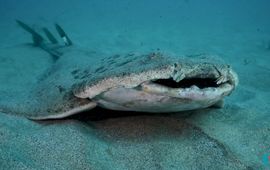 Angels Shark Porject Zee-engel
