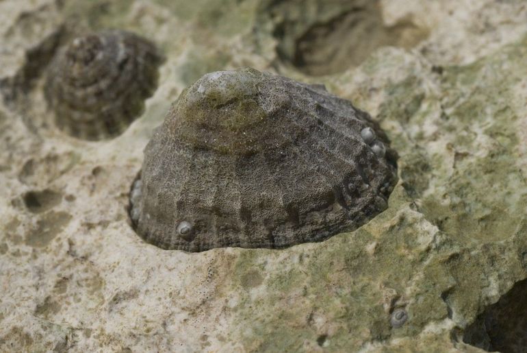 De schaalhoren kan zijn schelp luchtdicht afsluiten en zit daardoor muurvast op de ondergrond