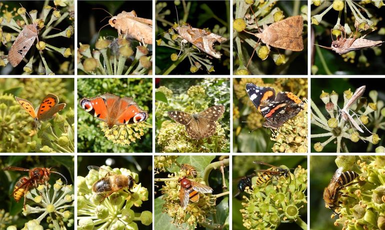 Klimop wordt gebruikt door heel veel verschillende insecten, zoals dagvlinders, nachtvlinders, vliegen, bijen, wespen en nog veel meer