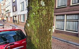 Wat zeggen mossen en korstmossen op bomen in centrum Amsterdam over hittestress in de straat?