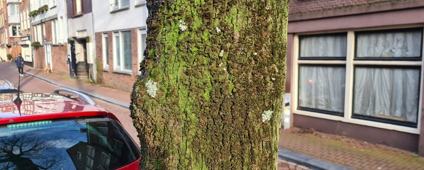 Wat zeggen mossen en korstmossen op bomen in centrum Amsterdam over hittestress in de straat?