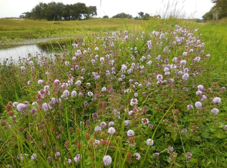 Watermunt bloeit met zachtlila ‘bollen’ 