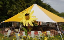 Vrouwtje hommel uit de Aardhommelgroep, op de achtergrond de Theetuin van de Hortus Nijmegen