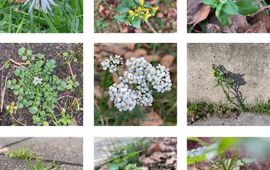 Iris Waanders Compositie van winterbloeiers