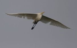 Grote zilverreiger