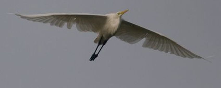 Grote zilverreiger