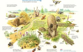 Jeroen Helmer, ARK Natuurontwikkeling Bodemwoeling en haar sleutelrol in de natuur EENMALIG GEBRUIK