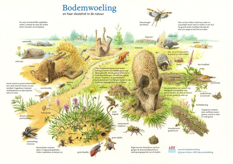 Bodemwoeling is één van de natuurlijke processen die de bosbodem enorm verrijkt 