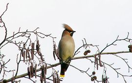 Andreas Trepte, Marburg Pestvogel, wikipedia, (www.photo-natur.de). Creative Commons Attribution ShareAlike 2.5