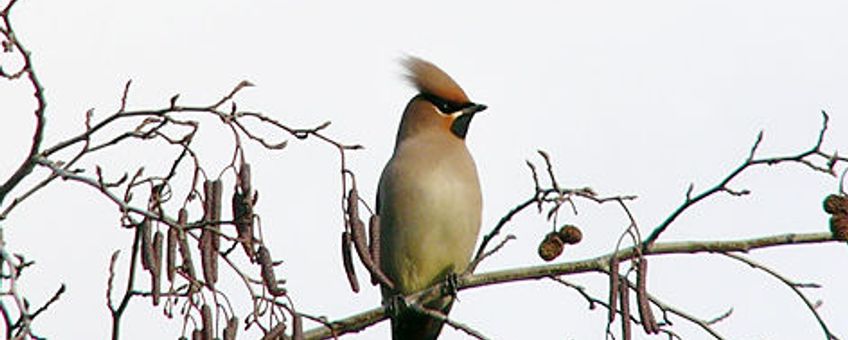 Pestvogel, wikipedia, (www.photo-natur.de).  Creative Commons Attribution ShareAlike 2.5 