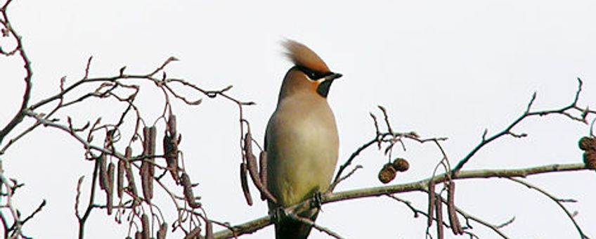 Pestvogel, wikipedia, (www.photo-natur.de). Creative Commons Attribution ShareAlike 2.5