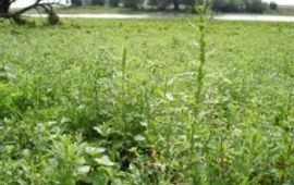 Artemisia biennis (rechte alsem)