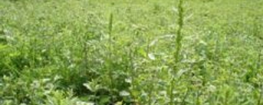 Artemisia biennis (rechte alsem)