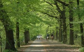Staf De Roover bos