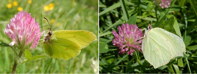 Citroenvlinders: geel mannetje links en groenig vrouwtje rechts