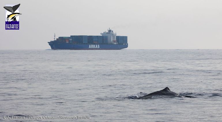 Vrachtschip passeert in de buurt van potvissen