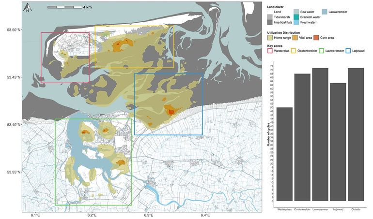 De vier sleutelgebieden van 31 lepelaars die broeden of geboren zijn op Schiermonnikoog. De inzetgrafiek toont het aantal lepelaartrajecten met ten minste één geregistreerde locatie binnen elke sleutelzone