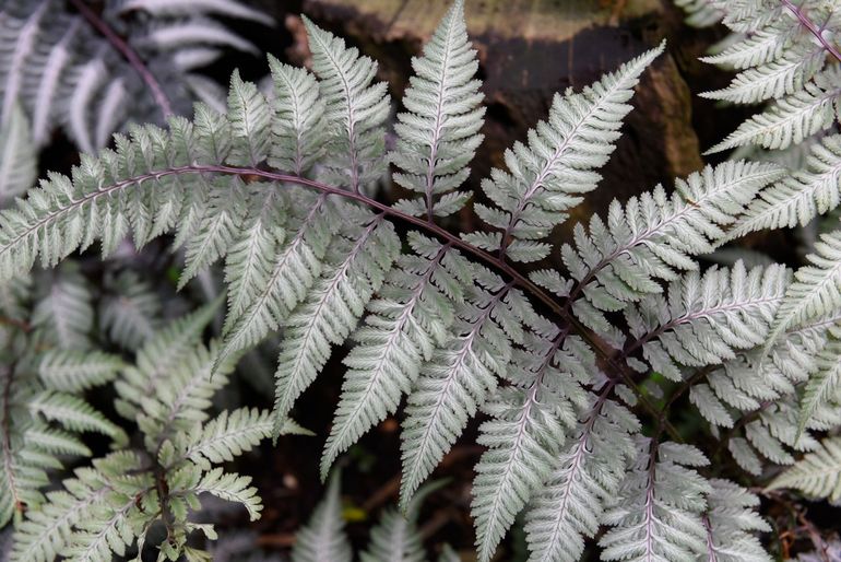Op de vari&euml;teit van varens raak je niet uitgekeken (Athyrium niponicum 'Burgundy Lace')
