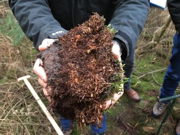 Arme bodem met dikke strooisellaag