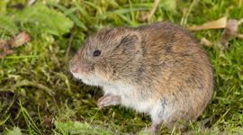 Noordse woelmuis
