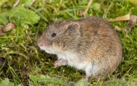Noordse woelmuis