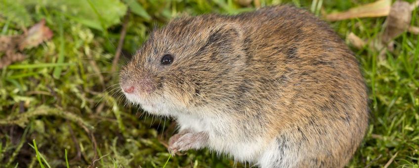 Noordse woelmuis