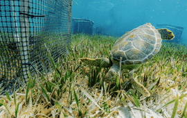 Grazende zeeschildpad bij een voor onderzoek geplaatste kooi