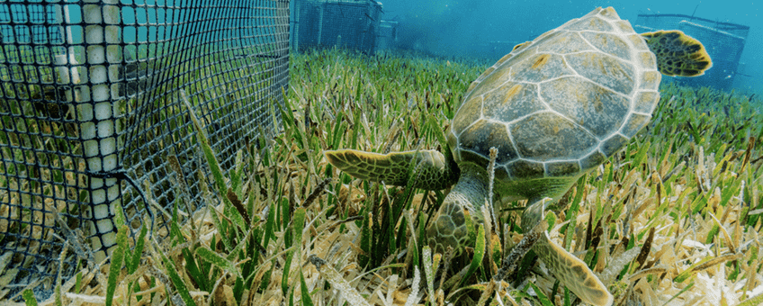 Grazende zeeschildpad bij een voor onderzoek geplaatste kooi